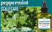 Difeel Peppermint Scalp Care Root Stimulator 2.5 oz.