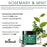 Difeel Rosemary and Mint Strengthening Hair Mask with Biotin Packet 1.75 oz.